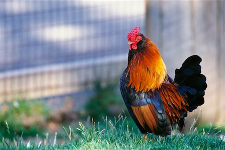 simsearch:700-03407991,k - Portrait of Bantam Rooster Washington, USA Fotografie stock - Rights-Managed, Codice: 700-00169074