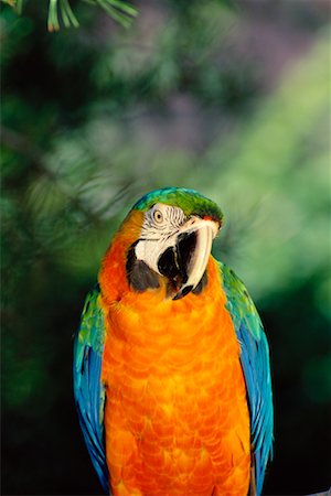 south american animal - Portrait of Catalina Macaw Stock Photo - Rights-Managed, Code: 700-00169072