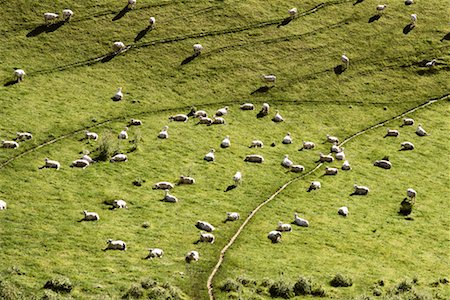 simsearch:700-00169095,k - Sheep, South Island New Zealand Foto de stock - Con derechos protegidos, Código: 700-00169094