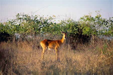 simsearch:873-06440515,k - Parc National de Chobe Impala Botswana, Afrique du Sud Photographie de stock - Rights-Managed, Code: 700-00169098