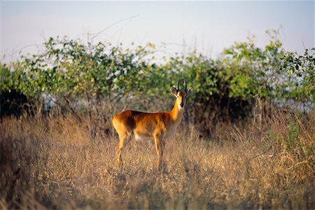simsearch:862-03289619,k - Impala Chobe National Park Botswana, South Africa Foto de stock - Con derechos protegidos, Código: 700-00169098