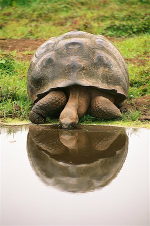 santa cruz island - Giant Tortoise aux îles Galapagos, Equateur Photographie de stock - Rights-Managed, Code: 700-00169090