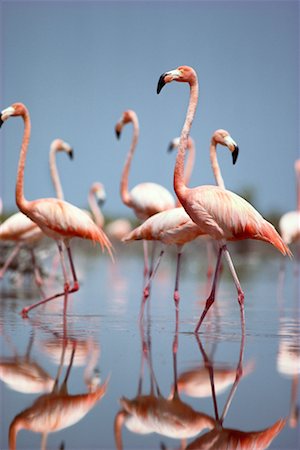 Flamingos, Bahamas Foto de stock - Con derechos protegidos, Código: 700-00169091