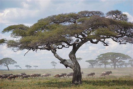 simsearch:700-00186922,k - Serengeti National Park United Republic of Tanzania Africa Foto de stock - Con derechos protegidos, Código: 700-00169117