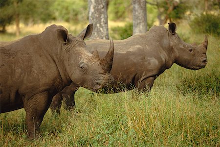 rhinocéros blanc - Blanc rhinocéros sud-africain Sabi Sands Game Reserve Photographie de stock - Rights-Managed, Code: 700-00169125