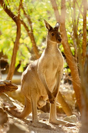 standing on hind legs - Kangaroo Foto de stock - Con derechos protegidos, Código: 700-00169130