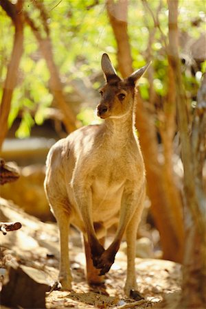 standing on hind legs - Kangourou Photographie de stock - Rights-Managed, Code: 700-00169131