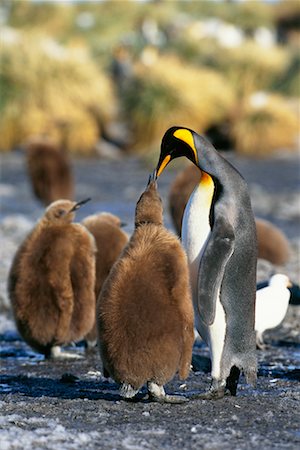 Family of King Penguins Gold Harbour, South Georgia Island, Antarctica Stock Photo - Rights-Managed, Code: 700-00169146