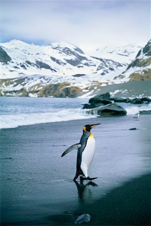King Penguin Walking on Sand Gold Harbour, South Georgia Island, Antarctica Stock Photo - Rights-Managed, Code: 700-00169143