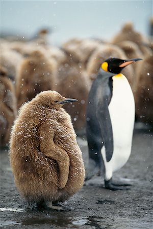 Mother and Young King Penguin Gold Harbour, South Georgia Island, Antarctica Stock Photo - Rights-Managed, Code: 700-00169154