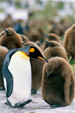 Mother and Young King Penguin Gold Harbour, South Georgia Island, Antarctica Stock Photo - Rights-Managed, Code: 700-00169155