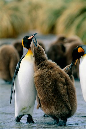 simsearch:700-03083918,k - Mother and Young King Penguin Gold Harbour, South Georgia Island, Antarctica Foto de stock - Con derechos protegidos, Código: 700-00169156
