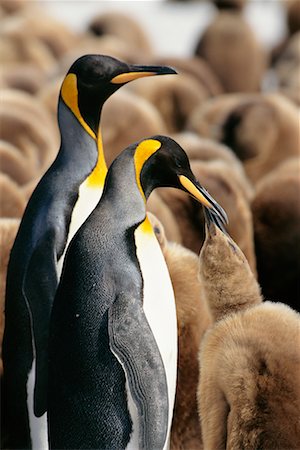 Family of King Penguins Gold Harbour, South Georgia Island, Antarctica Stock Photo - Rights-Managed, Code: 700-00169158