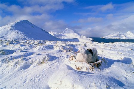 Wandering Albatross poussins Bird Island, île de Géorgie du Sud, Antarctique Photographie de stock - Rights-Managed, Code: 700-00169172