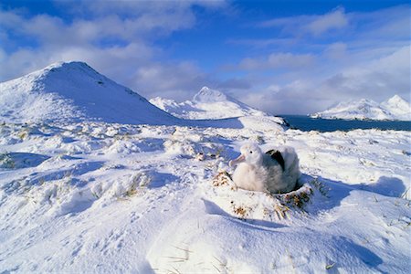 Wandering Albatross Chick Bird Island, South Georgia Island, Antarctica Stock Photo - Rights-Managed, Code: 700-00169172