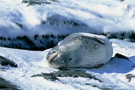 sunbath on snow - Leopard Seal Stock Photo - Rights-Managed, Code: 700-00169180