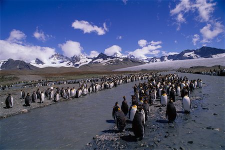 simsearch:700-03161710,k - King Penguins South Georgia Islands, Antarctica Foto de stock - Con derechos protegidos, Código: 700-00169203