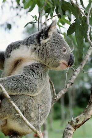 simsearch:700-00052829,k - Koala Bear, Australia Stock Photo - Rights-Managed, Code: 700-00169224