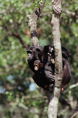 simsearch:700-02315124,k - Mother and Baby Chimpanzee Fotografie stock - Rights-Managed, Codice: 700-00169229