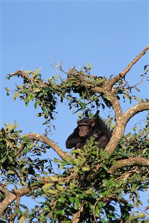 simsearch:700-00015330,k - Chimpanzé Photographie de stock - Rights-Managed, Code: 700-00169236