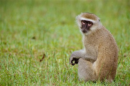 Vervet Monkey Foto de stock - Con derechos protegidos, Código: 700-00169237