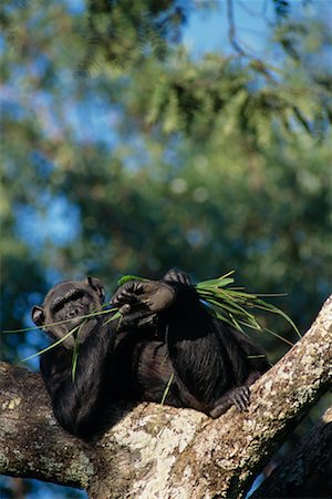 simsearch:700-00015330,k - Chimpanzé Photographie de stock - Rights-Managed, Code: 700-00169231