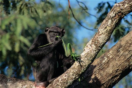 simsearch:700-00170331,k - Schimpanse Stockbilder - Lizenzpflichtiges, Bildnummer: 700-00169232