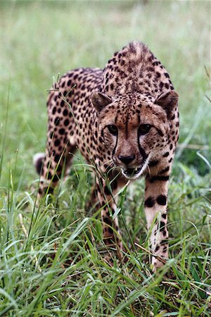 Cheetah Stock Photo - Rights-Managed, Code: 700-00169255