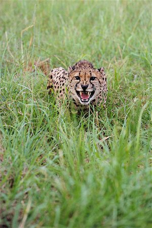 Cheetah Stock Photo - Rights-Managed, Code: 700-00169256
