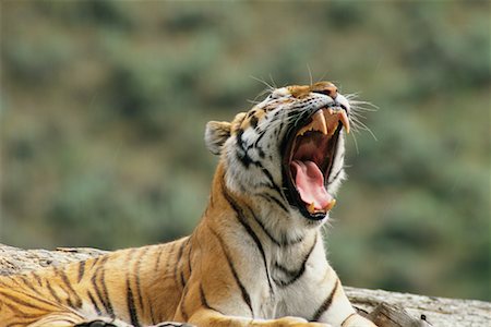 Siberian Tiger Stock Photo - Rights-Managed, Code: 700-00169259