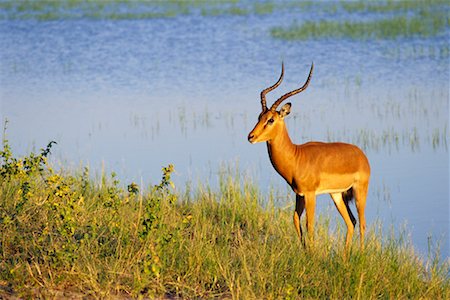 simsearch:862-03289619,k - Impala Foto de stock - Con derechos protegidos, Código: 700-00169264