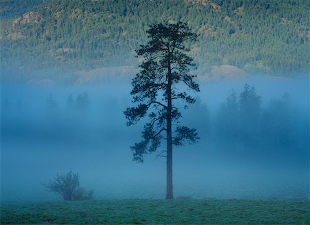 simsearch:700-00010559,k - Brume derrière l'arbre solitaire Photographie de stock - Rights-Managed, Code: 700-00169371