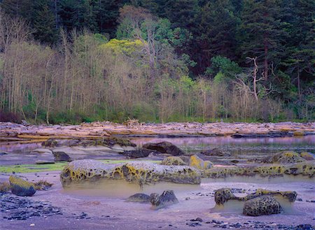 Shoreline at Low Tide Hornby Island, British Columbia Foto de stock - Direito Controlado, Número: 700-00169383