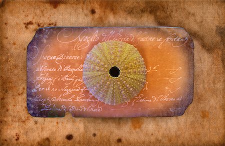 Still Life of Sea Urchin and Plaque Stock Photo - Rights-Managed, Code: 700-00169396