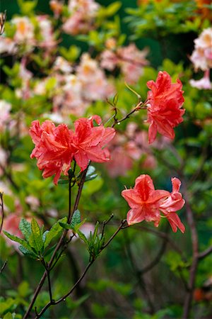 Azalées dans le jardin de Giverny, France de Monet Photographie de stock - Rights-Managed, Code: 700-00169459