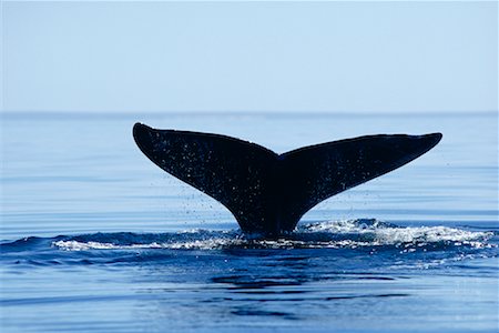 Whale Tail Foto de stock - Con derechos protegidos, Código: 700-00169657