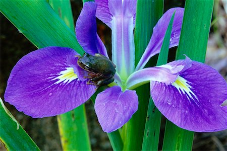 Green Tree Frog on Iris Stock Photo - Rights-Managed, Code: 700-00169676