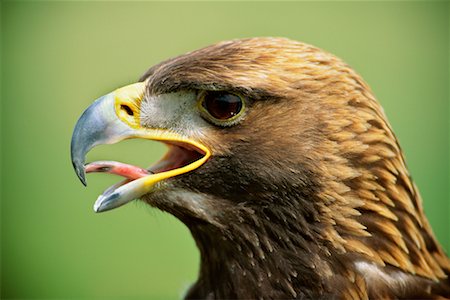 simsearch:700-00169897,k - Portrait of Golden Eagle Stock Photo - Rights-Managed, Code: 700-00169899