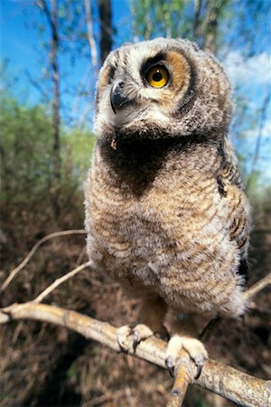 simsearch:700-00067281,k - Great Horned Owlet Foto de stock - Direito Controlado, Número: 700-00169904