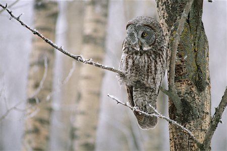 Portrait of Great Grey Owl Fotografie stock - Rights-Managed, Codice: 700-00169905