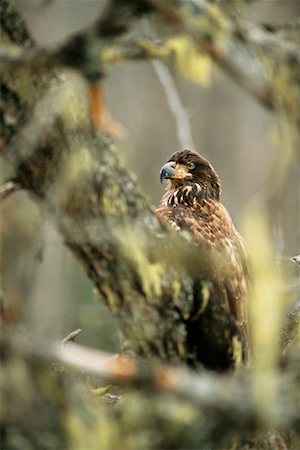 Young Bald Eagle Stock Photo - Rights-Managed, Code: 700-00169909