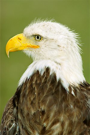 eagle closeup face - Bald Eagle Stock Photo - Rights-Managed, Code: 700-00169901