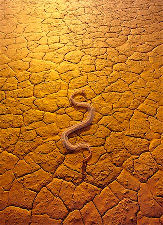 simsearch:700-00158340,k - Snake on Cracked Earth Stock Photo - Rights-Managed, Code: 700-00169932