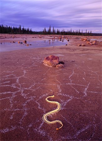 Snake on Ground by Forest Stock Photo - Rights-Managed, Code: 700-00169933