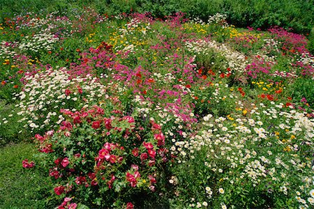 flowers of new brunswick canada - Garden Stock Photo - Rights-Managed, Code: 700-00160364