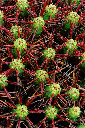 simsearch:700-01259747,k - Close-Up of Barrel Cactus Fotografie stock - Rights-Managed, Codice: 700-00160361