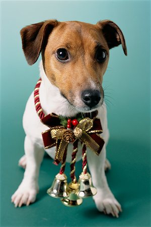 funny jack russell christmas pictures - Dog Wearing Christmas Ornaments Stock Photo - Rights-Managed, Code: 700-00160469