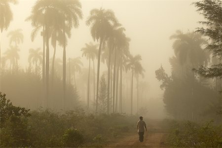 simsearch:700-03368361,k - Palm Grove péninsule de Zapata, Cuba Photographie de stock - Rights-Managed, Code: 700-00160761