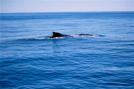 simsearch:700-00019379,k - Humpback Whales Stock Photo - Rights-Managed, Code: 700-00161527