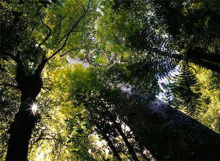 Kauri Tree and Forest Canopy Waipoua Forest, New Zealand Foto de stock - Con derechos protegidos, Código: 700-00161799